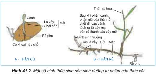 Soạn Sinh 11: Câu hỏi in nghiêng trang 160 Sinh 11 Bài 41 - TopLoigiai