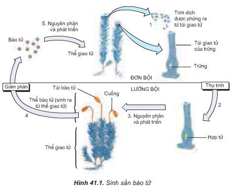 Soạn Sinh 11: Câu hỏi in nghiêng trang 160 Sinh 11 Bài 41 - TopLoigiai