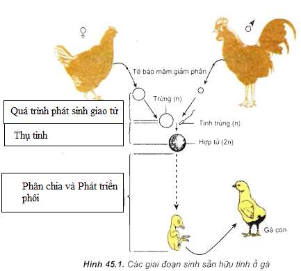 Soạn Sinh 11: Câu hỏi in nghiêng trang 175 Sinh 11 Bài 45 - TopLoigiai