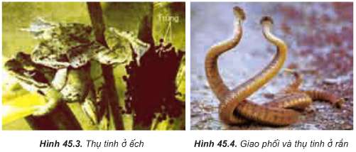 Soạn Sinh 11: Câu hỏi in nghiêng trang 177 Sinh 11 Bài 45 - TopLoigiai
