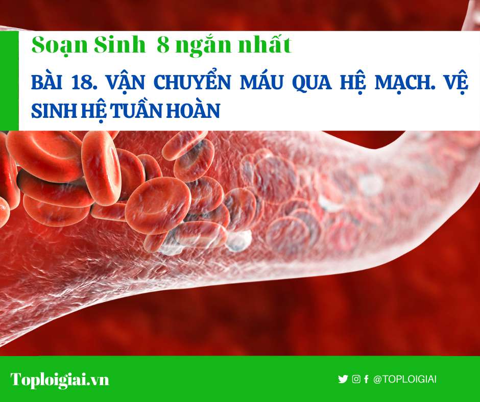 Soạn sinh 8 Bài 18 ngắn nhất: Vận chuyển máu qua hệ mạch. Vệ sinh hệ tuần hoàn (ảnh 5)