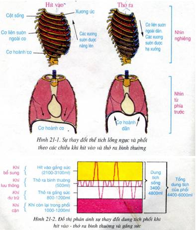 Soạn sinh 8 Bài 21 ngắn nhất: Hoạt động hô hấp (ảnh 1)