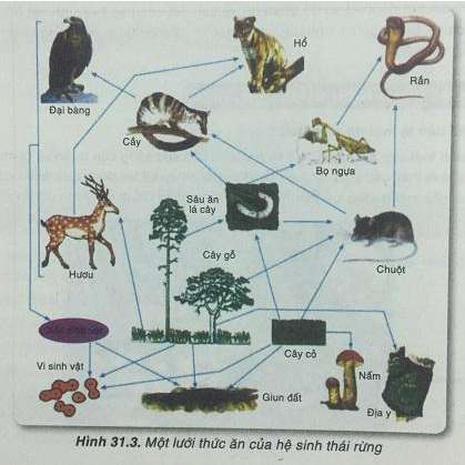 Khoa học tự nhiên 8 VNEN Bài 31: Hệ sinh thái (ảnh 3)