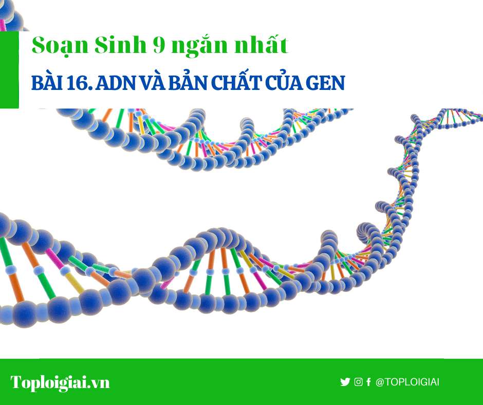 Soạn sinh 9 Bài 16 ngắn nhất: AND và bản chất của gen