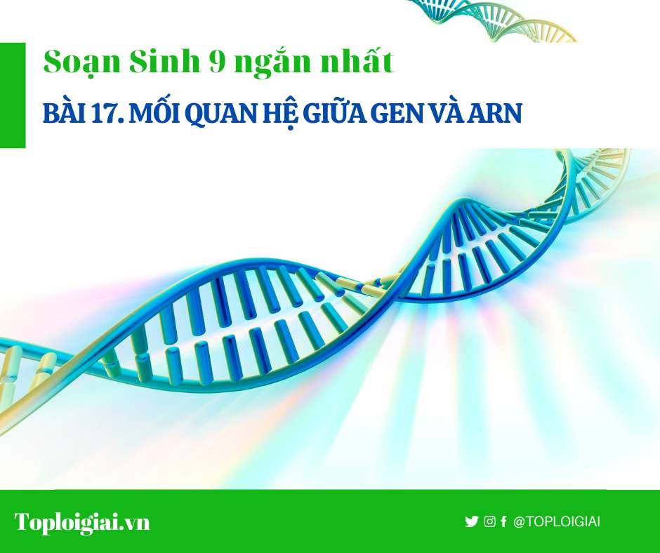 Soạn sinh 9 Bài 17 ngắn nhất: Mối liên hệ giữa gen và ARN