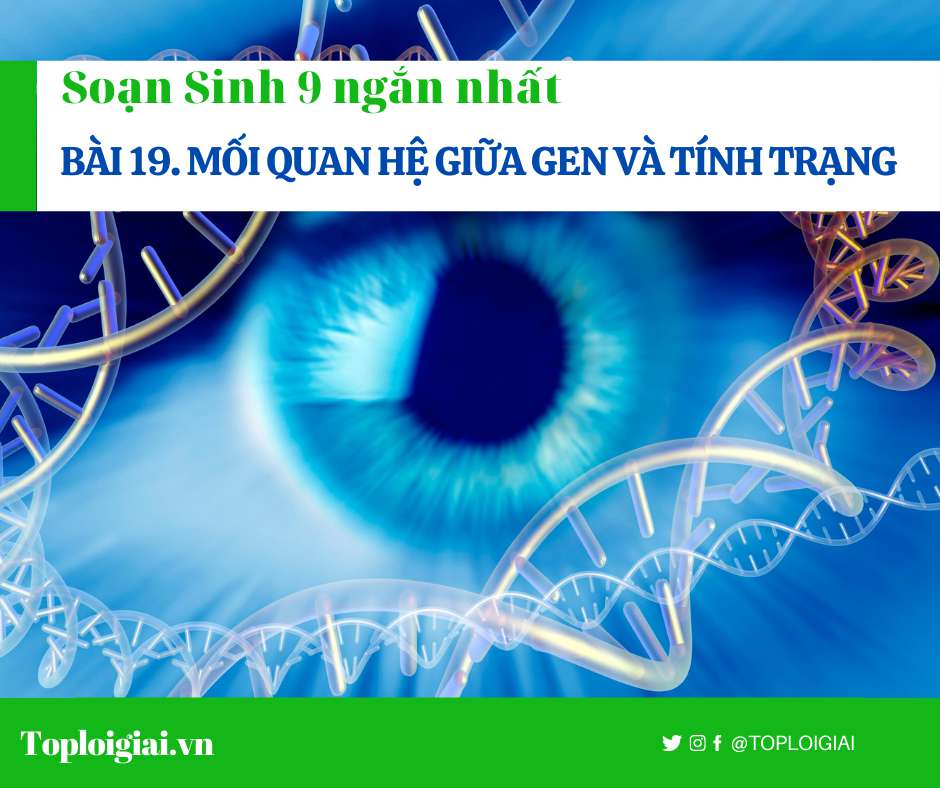 Soạn sinh 9 Bài 19 ngắn nhất: Mối liên hệ giữa gen và tính trạng