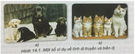 Soạn Sinh 9 VNEN Bài 14: Giới thiệu về di truyền học