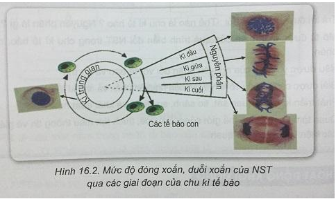 Soạn Sinh 9 VNEN Bài 16: Chu kì tế bào và nguyên phân (ảnh 2)
