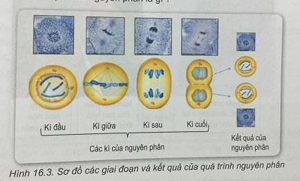 Soạn Sinh 9 VNEN Bài 16: Chu kì tế bào và nguyên phân (ảnh 3)