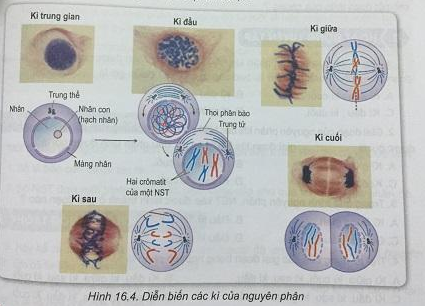 Soạn Sinh 9 VNEN Bài 16: Chu kì tế bào và nguyên phân (ảnh 4)