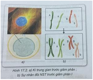 Soạn Sinh 9 VNEN Bài 17: Giảm phân và thụ tinh (ảnh 2)