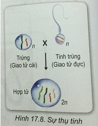 Soạn Sinh 9 VNEN Bài 17: Giảm phân và thụ tinh (ảnh 9)