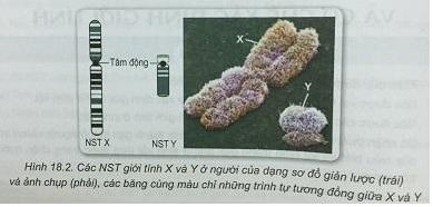Soạn Sinh 9 VNEN Bài 18: Nhiễm sắc thể giới tính và cơ chế xác định giới tính (ảnh 2)