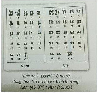 Soạn Sinh 9 VNEN Bài 18: Nhiễm sắc thể giới tính và cơ chế xác định giới tính