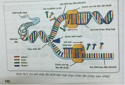Soạn Sinh 9 VNEN Bài 19: ADN và gen (ảnh 3)
