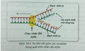 Soạn Sinh 9 VNEN Bài 19: ADN và gen (ảnh 4)