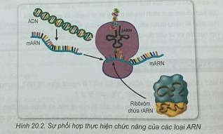 Soạn Sinh 9 VNEN Bài 20: ARN, mối quan hệ giữa gen và ARN (ảnh 2)