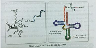 Soạn Sinh 9 VNEN Bài 20: ARN, mối quan hệ giữa gen và ARN (ảnh 3)