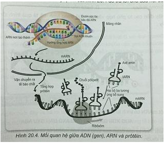 Soạn Sinh 9 VNEN Bài 20: ARN, mối quan hệ giữa gen và ARN (ảnh 4)