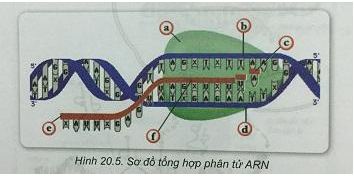 Soạn Sinh 9 VNEN Bài 20: ARN, mối quan hệ giữa gen và ARN (ảnh 5)