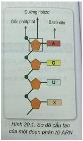 Soạn Sinh 9 VNEN Bài 20: ARN, mối quan hệ giữa gen và ARN