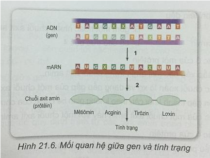Soạn Sinh 9 VNEN Bài 21: Mối quan hệ giữa gen và tính trạng (ảnh 5)