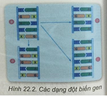 Soạn Sinh 9 VNEN Bài 22: Đột biến gen (ảnh 3)