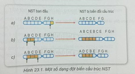 Soạn Sinh 9 VNEN Bài 23: Đột biến cấu trúc nhiễm sắc thể (ảnh 2)