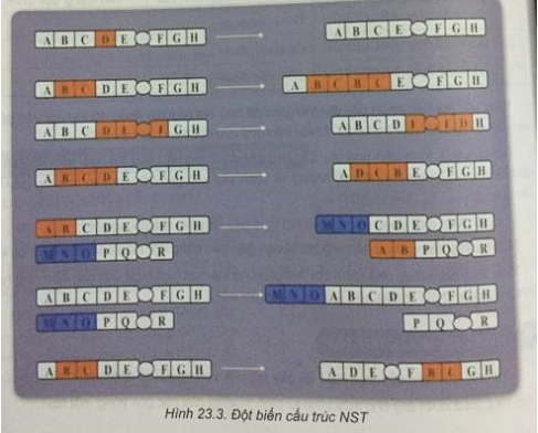 Soạn Sinh 9 VNEN Bài 23: Đột biến cấu trúc nhiễm sắc thể (ảnh 5)