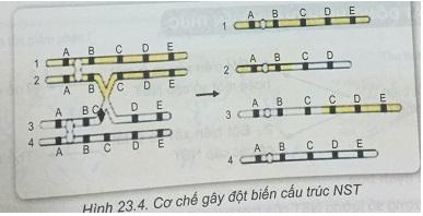 Soạn Sinh 9 VNEN Bài 23: Đột biến cấu trúc nhiễm sắc thể (ảnh 6)