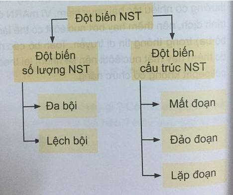 Soạn Sinh 9 VNEN Bài 23: Đột biến cấu trúc nhiễm sắc thể