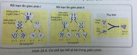 Soạn Sinh 9 VNEN Bài 24: Đột biến số lượng nhiễm sắc thể (ảnh 3)