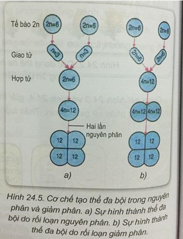 Soạn Sinh 9 VNEN Bài 24: Đột biến số lượng nhiễm sắc thể (ảnh 4)