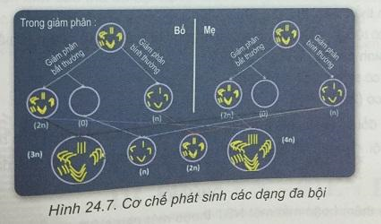 Soạn Sinh 9 VNEN Bài 24: Đột biến số lượng nhiễm sắc thể (ảnh 5)