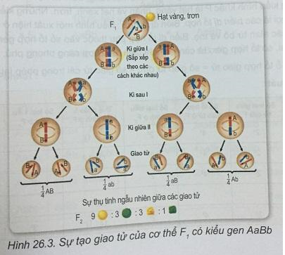 Soạn Sinh 9 VNEN Bài 26: Di truyền học Menđen - Lai hai cặp tính trạng (ảnh 3)