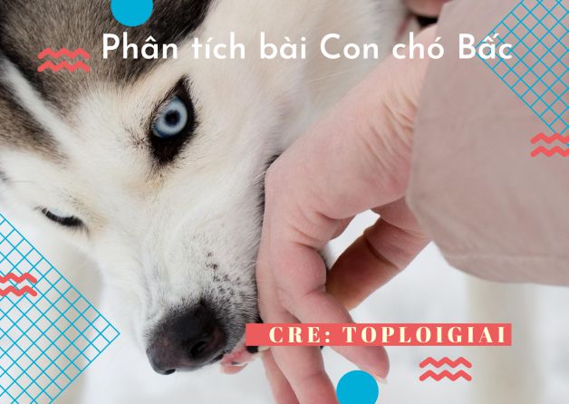 Dàn ý phân tích bài Con chó Bấc - Toploigiai