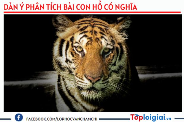 Dàn ý phân tích bài Con hổ có nghĩa - Toploigiai