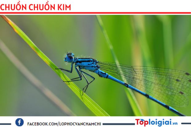Tả con chuồn chuồn lớp 3 | Tập làm văn 3 hay nhất (ảnh 2)