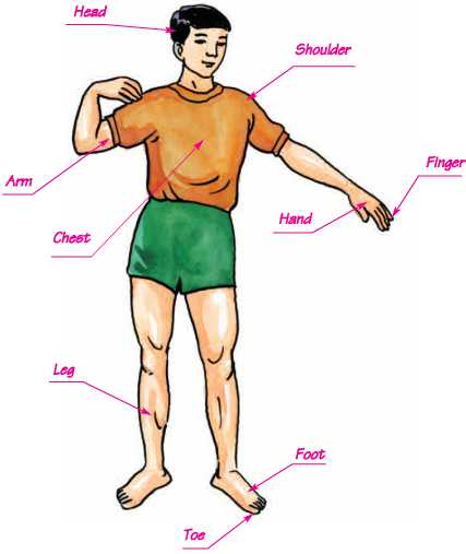 Tiếng Anh lớp 6: Unit 9. Parts of the body | Giải Tiếng Anh lớp 6 hay nhất 