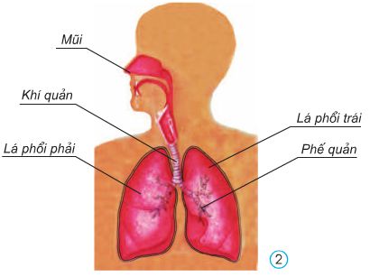 Bài 1. Hoạt động thở và cơ quan hô hấp | Giải bài tập tự nhiên xã hội lớp 3 (ảnh 2)
