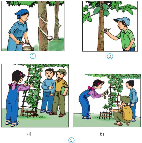 Bài 42. Thân cây (tiếp theo) | Giải bài tập tự nhiên xã hội lớp 3