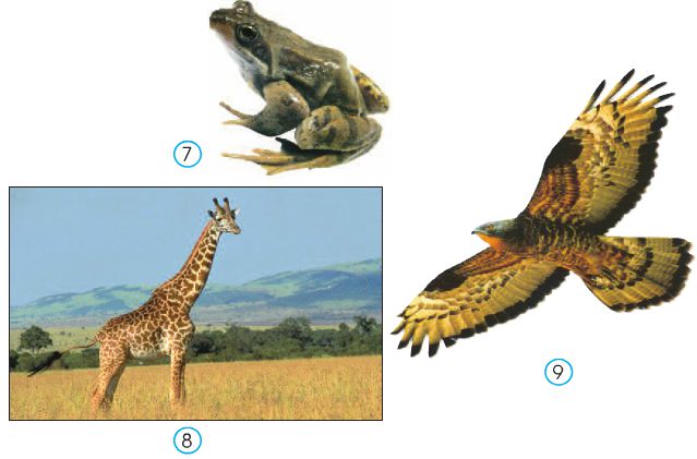 Bài 49. Động vật | Giải bài tập tự nhiên xã hội lớp 3 (ảnh 3)