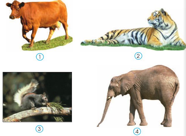 Bài 49. Động vật | Giải bài tập tự nhiên xã hội lớp 3