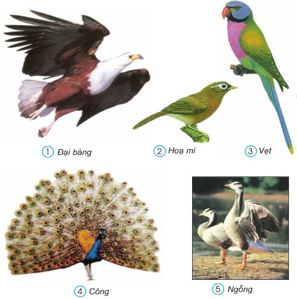 Bài 53. Chim | Giải bài tập tự nhiên xã hội lớp 3 (ảnh 2)