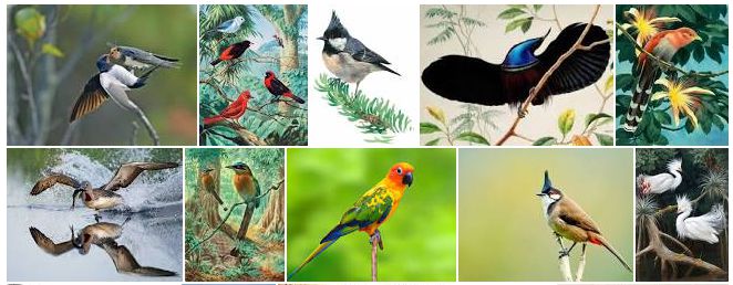Bài 53. Chim | Giải bài tập tự nhiên xã hội lớp 3 (ảnh 4)