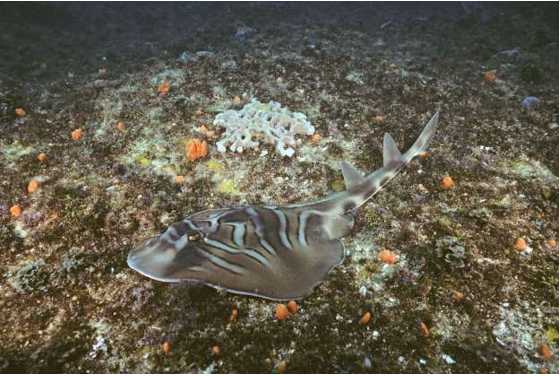 Những sinh vật độc nhất vô nhị dưới đáy đại dương