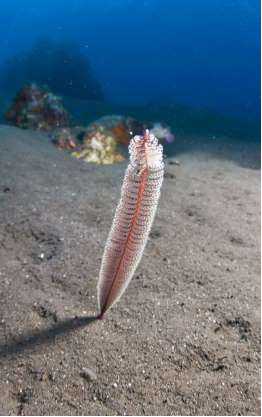 Những sinh vật độc nhất vô nhị dưới đáy đại dương