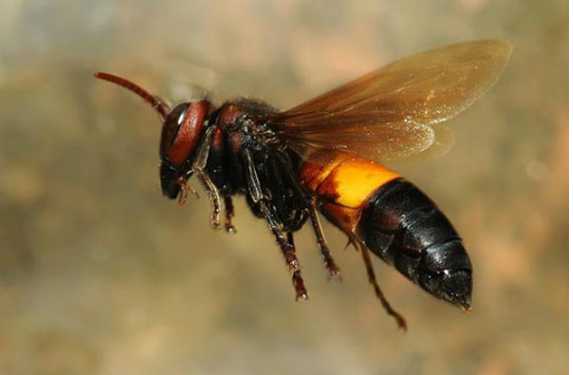 4 loài ong nguy hiểm nhất trên thế giới