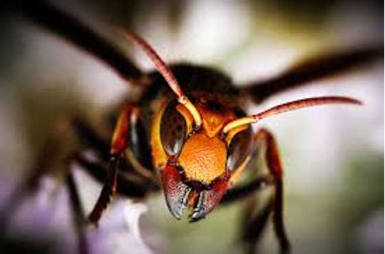 4 loài ong nguy hiểm nhất trên thế giới