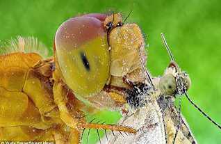 Chuồn chuồn - Sát thủ tàn bạo bậc nhất trong thế giới côn trùng